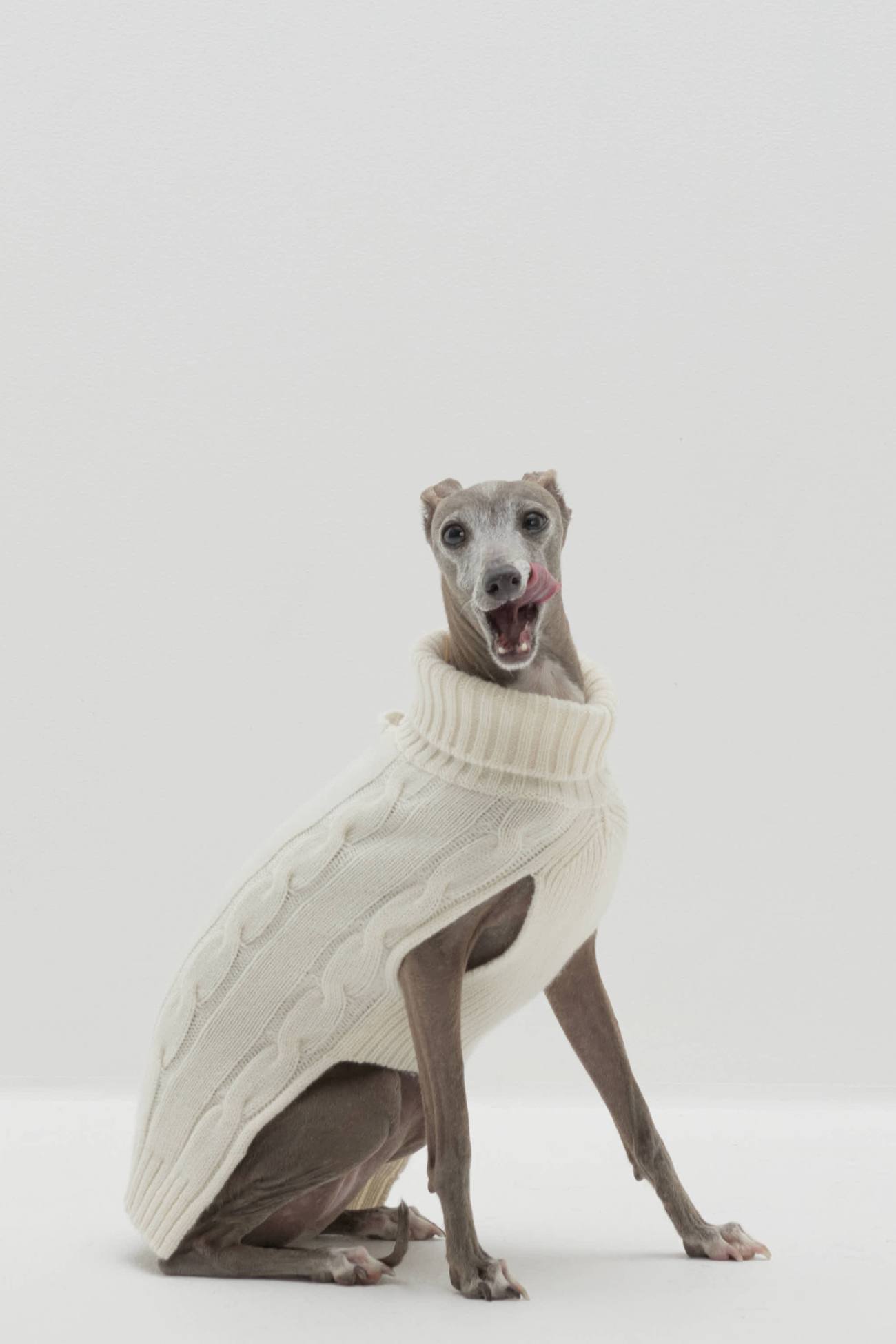 Cashmere sweater for dogs best sale