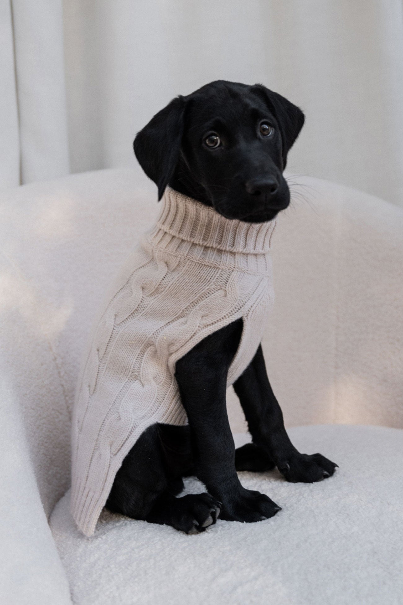 LV dog clothes Archives - Dog Boutique Shop