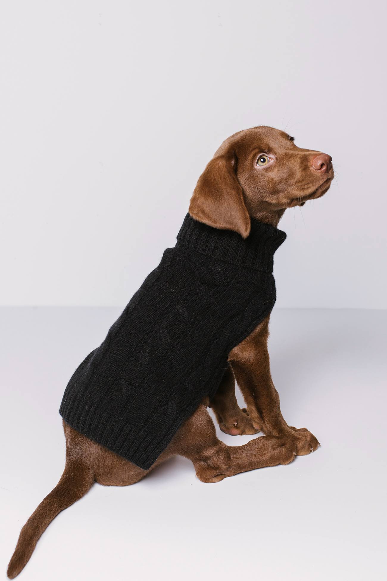 Cashmere sweater for outlet dogs