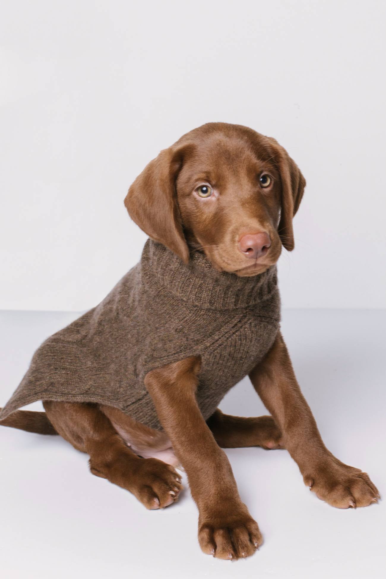 Dog Sweater - Cashmere Lavender & Oatmeal Dog Sweaters
