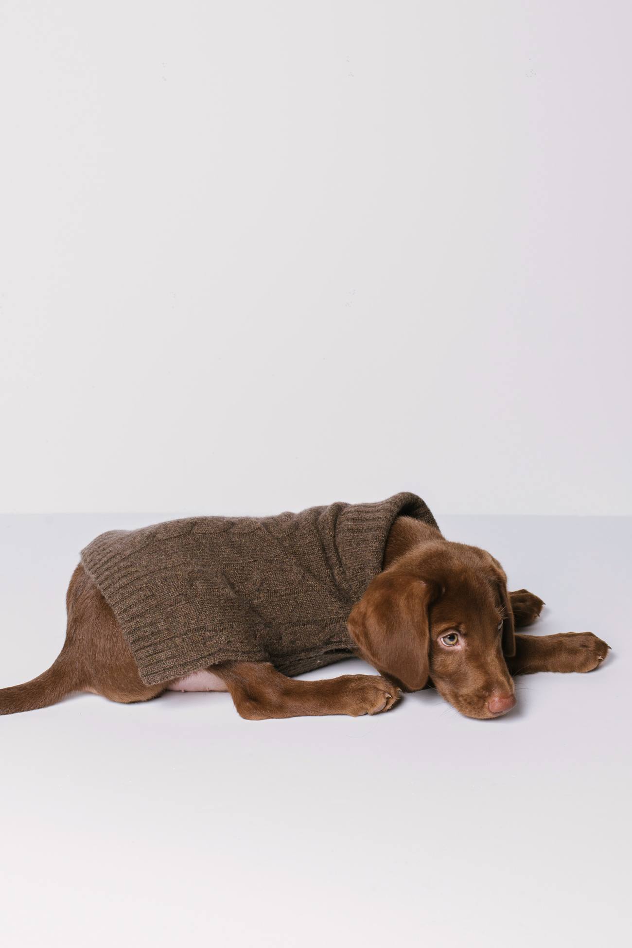 Dog Sweater - Cashmere Lavender & Oatmeal Dog Sweaters